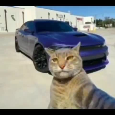 Gangsta_Gato.png