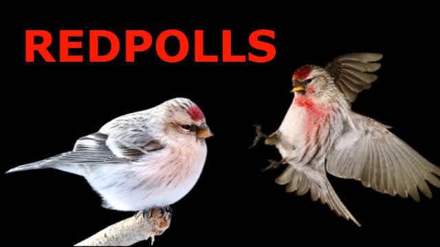 MOST AMAZING BIRD EVER