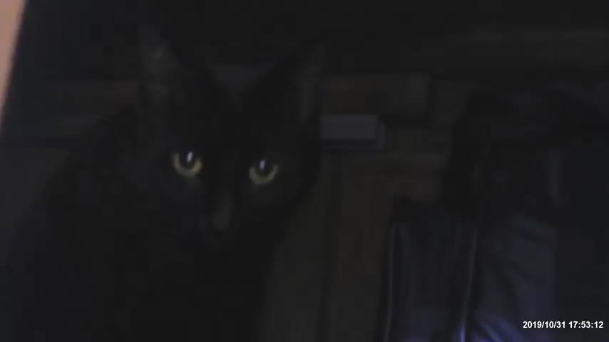 Murphy, our Cat