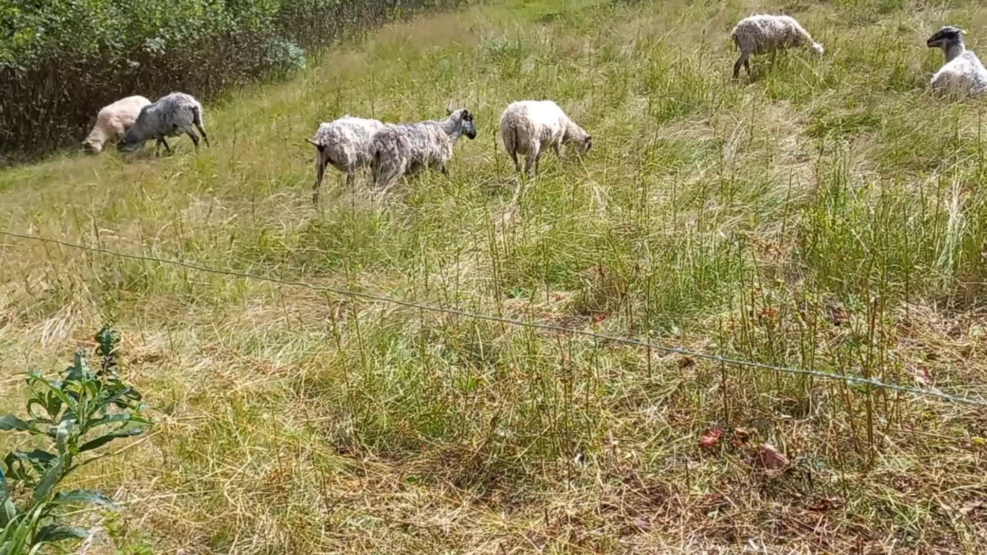 sheeps don't care