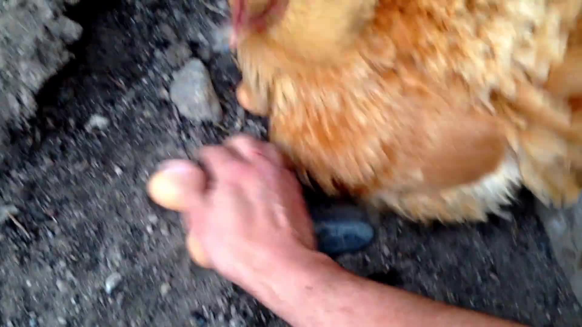 My broody attack chicken (NO HD)