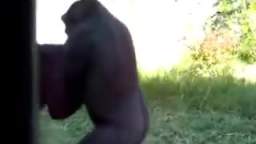 Discusión de gorilas (loquendo)