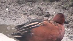 Cinnamon Teal ,Zimtente 🐦