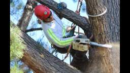 San Jose California Trees Pruning - Bay Area Tree Specialists (408) 836-9147
