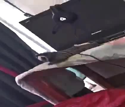 EL_Monkey