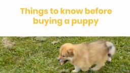 Things to know before buying a puppy