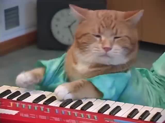 Keyboard Cat REINCARNATED!