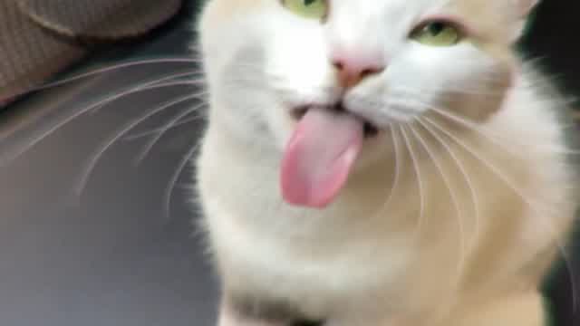 CS:GO Cats Compilation