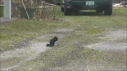 BLACK SQUIRREL EATING