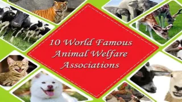 Worldwide Animal Welfare