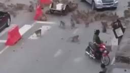 In Thailand right now there is a civil war between two gangs of monkeys - the leader of one of them 
