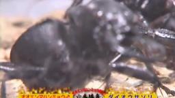 Japanese Bug Fights: Manticora Tiger Beetle vs. Emperor Scorpion (S02E22)