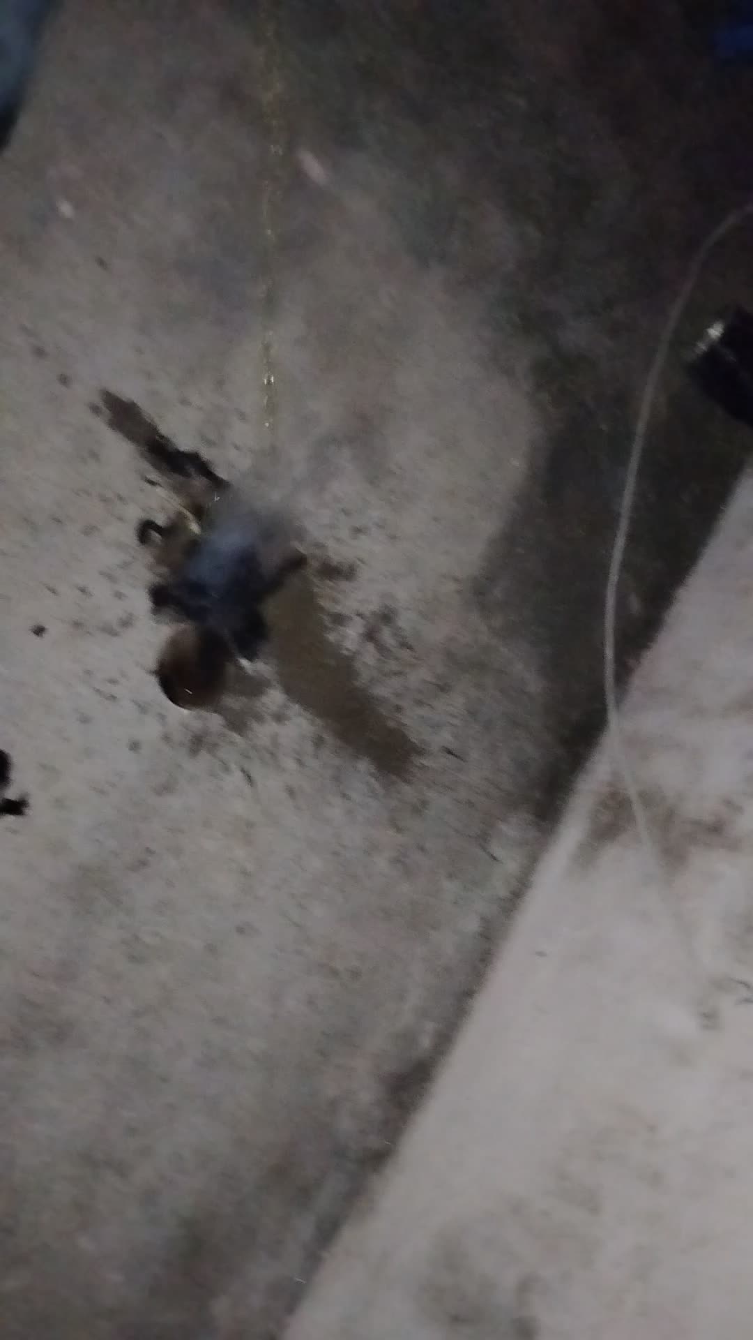 Burning monkey and my brother pees on fire (at the end)