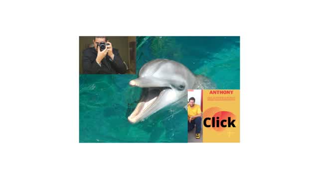 A Dolphin Played With Anthony Giarrusso