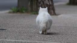 stray cat rolls around then runs away