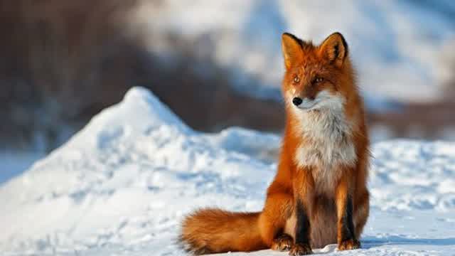 A fox hunts a hare.