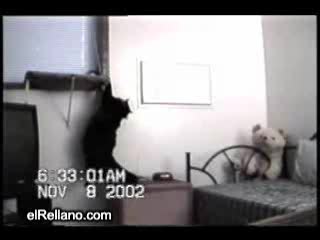 Recopilatorio_gatos.wmv