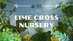 High-Quality Conifers For Sale - Lime Cross Nursery