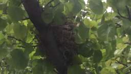 Bird nest in tree - Recorded on July 17, 2022, at 6:22PM MT
