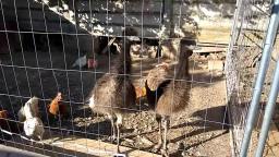 funny ostriches