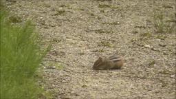 A LITTLE VIDEO OF A CHIPMUNK