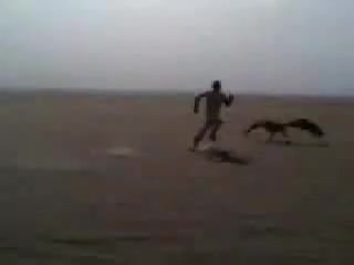 Hunting for lunch