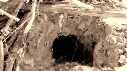 THE DOG/WOLF ☞ Time ☜