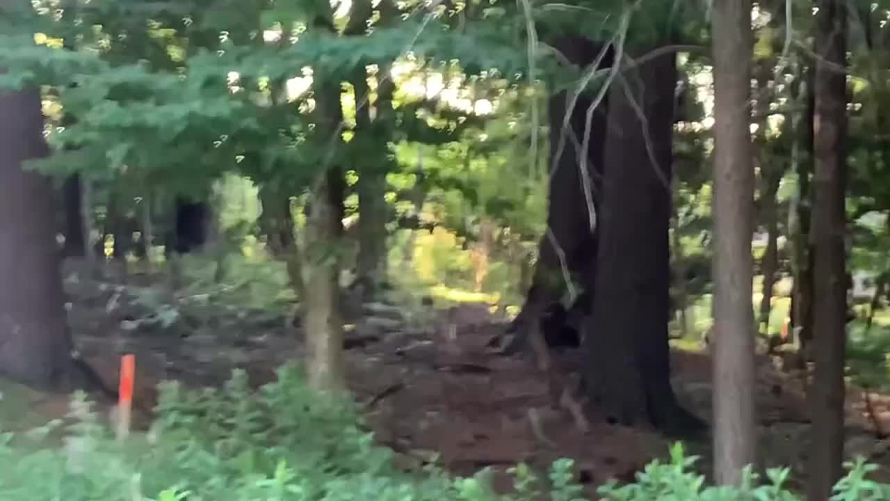 Spotted A Doe Early In The Morning