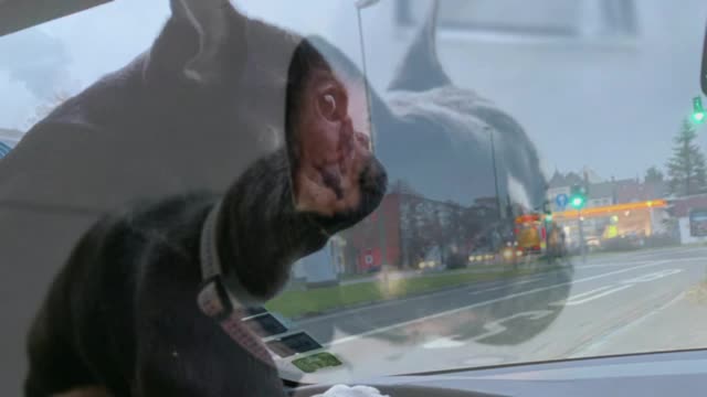 Joy 6th Birthday 2026