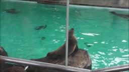 SEA LIONS AT AQUARIUM