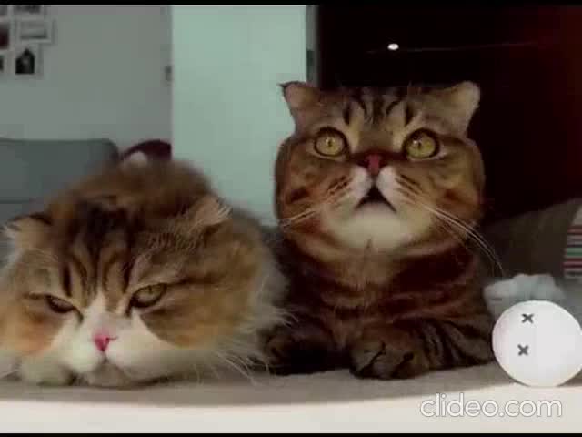 clideo_editor_358f9ed90c7f4ac69f6b8b67bd506c91