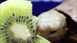 Turtle eating a kiwi