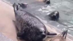 seal seal