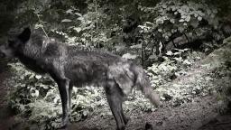 Wolfsrudel im Wildpark in der Eifel 🐺