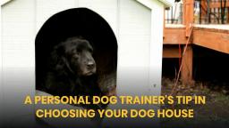 A personal dog trainers tip in choosing your dog house