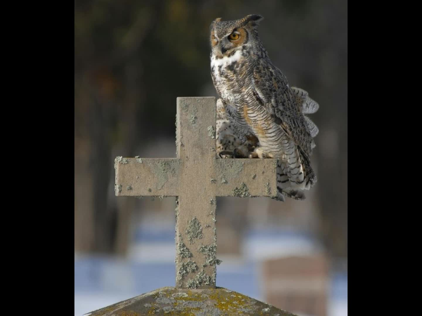 GREAT HORNED OWL EDIT