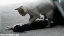 Cat Tries to Revive Girlfriend