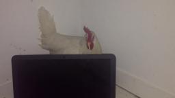 my cock my cock