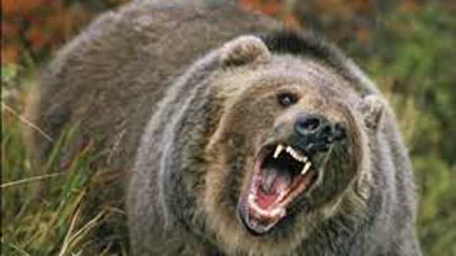 Russian men play with a wild bear.