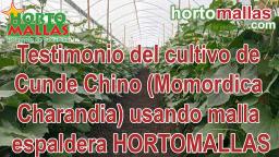 Testimonio del cultivo de Cunde Chino (Momordica Charandia) usando malla espaldera HORTOMALLAS