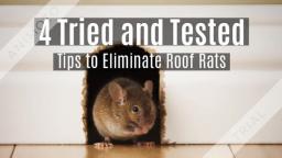 Tried and tested tips to eliminate rats