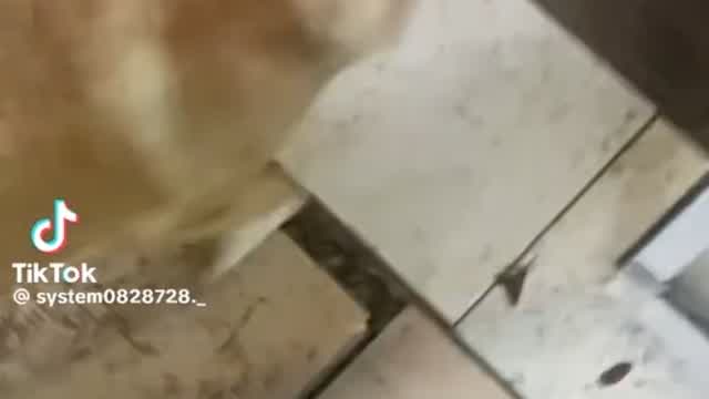 Fox leaving the store with music by the Minions Fox leaving the store with music by the Minions