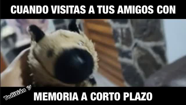 Cuando Visitas a tus Amigos con Memoria a Corto Plazo