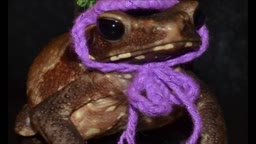 frog fashion 2014