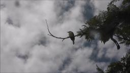 Kiskadee in Bermuda