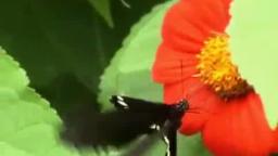 Butterfly.wmv