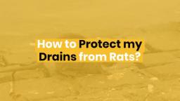 How To Protect My Drains From Rats