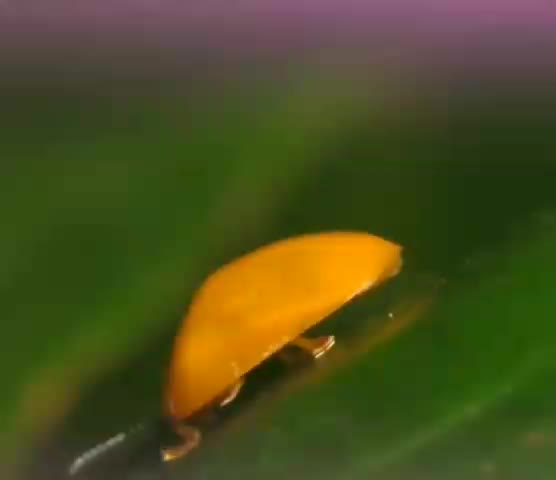 cute tiny bug