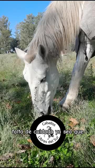 blanquita, yegua gris de más de 35 años de edad. #horse
