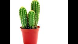 A cactus has a very important thing to tell you